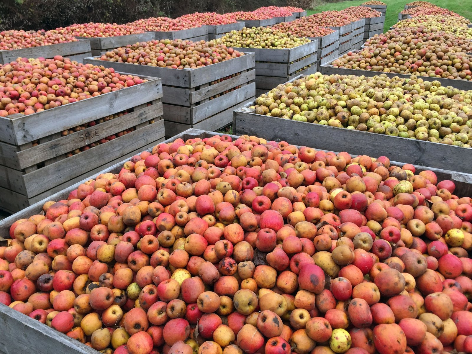 Apples harvested into crates in the orchard