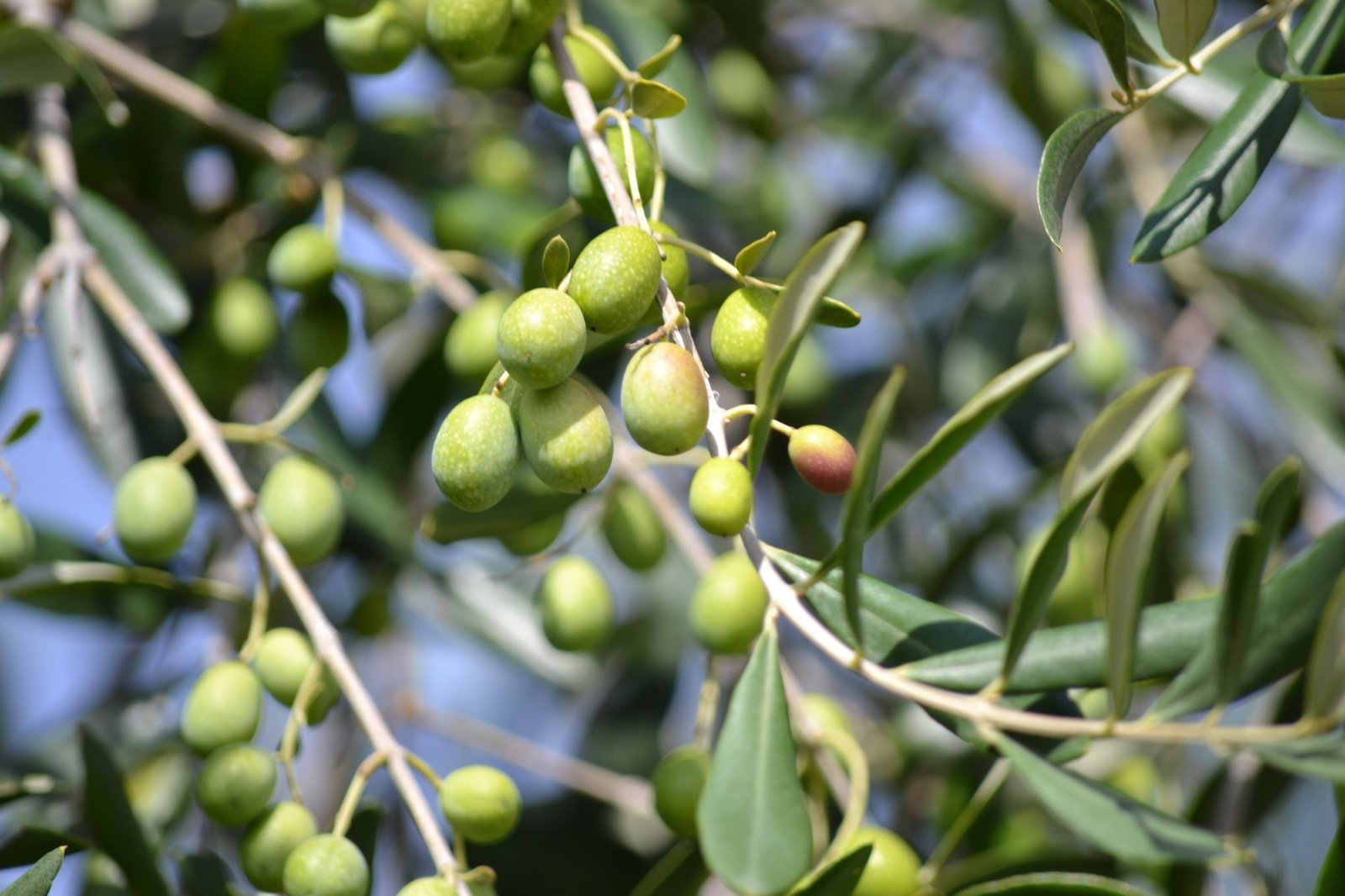 Green olives on the branch